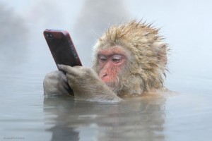 monkey smartphone