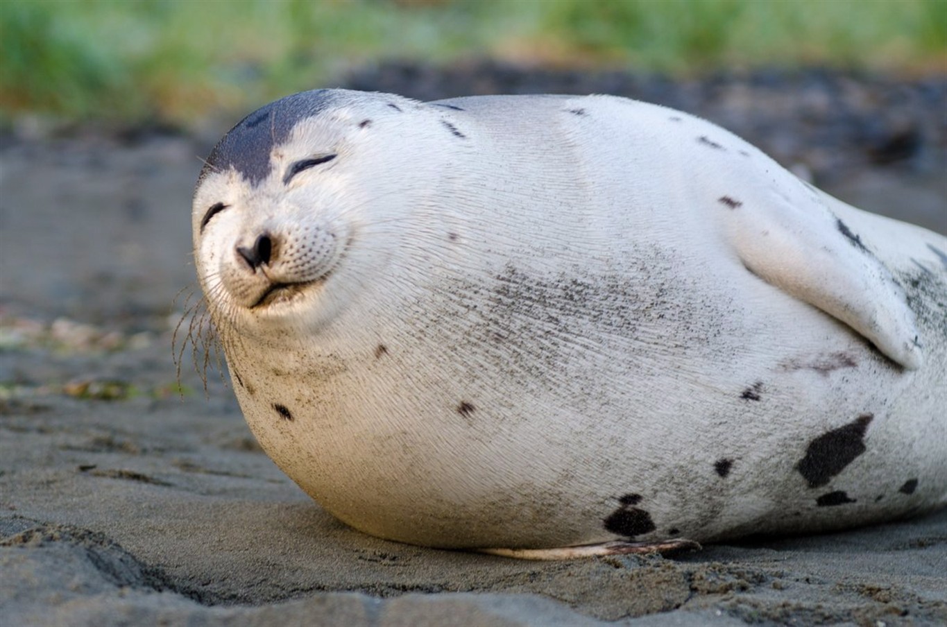 The Seal of Approval