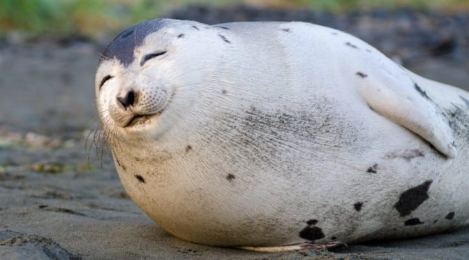 An excellent seal